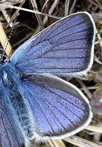 Engblfugl, Cyaniris semiargus han. Hvidegrft, Batteriskoven, Skagen, Nordjylland d. 29 maj 2023. Poul Ulrik