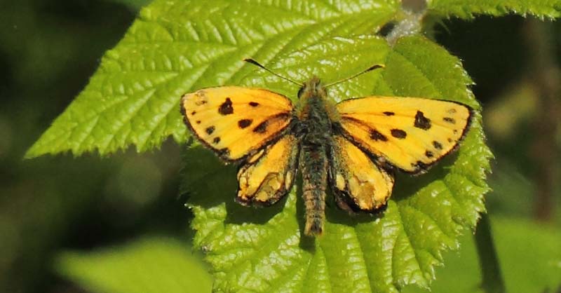 Sortplettet Bredpande, Carterocephalus silvicola deforme han. Storskov v. Sholt, Lolland d. 27 maj 2023. Fotograf; Lars Andersen