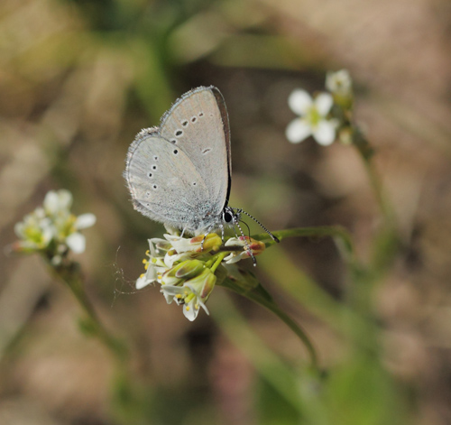 Dvrgblfugl, Cupido minimus hun. Melby Overdrev, Nordsjlland d. 6 juni 2023. Fotograf; Lars Andersen