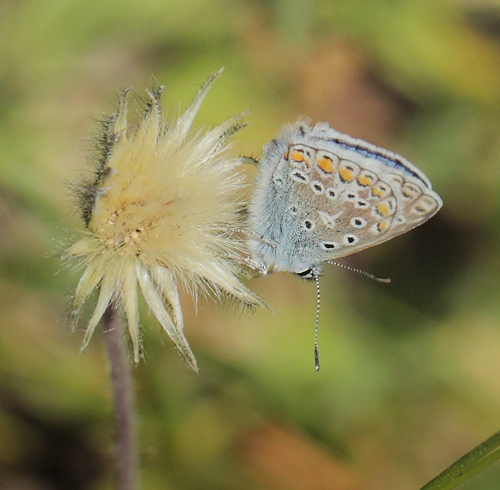 Almindelig Blåfugl, Polyommatus icarus han hungerform. Melby Overdrev, Nordsjælland d. 6 juni 2023. Fotograf; Lars Andersen