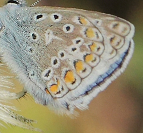 Almindelig Blåfugl, Polyommatus icarus han hungerform. Melby Overdrev, Nordsjælland d. 6 juni 2023. Fotograf; Lars Andersen