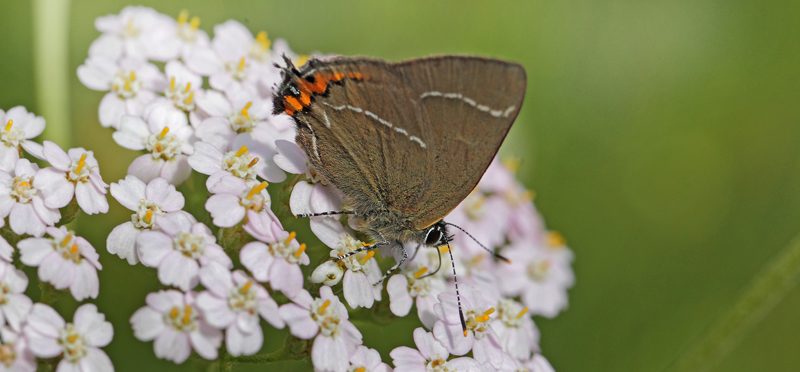 Det Hvide W, Satyrium w-album han. Arrenakke, Nordsjlland d. 6 juli 2023. Fotograf; Lars Andersen