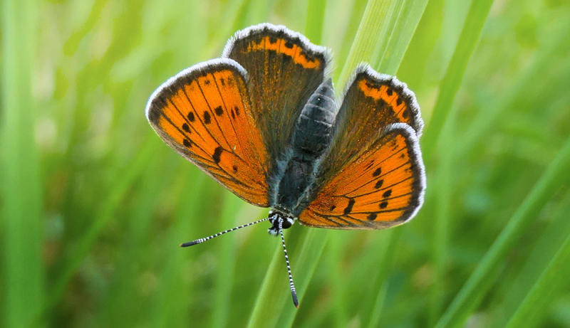 Violetrandet Ildfugl, Lycaena hippothoe hun. Bastemose, Bornholm d. 26 juni 2023. Fotograf; Harald Dhmert