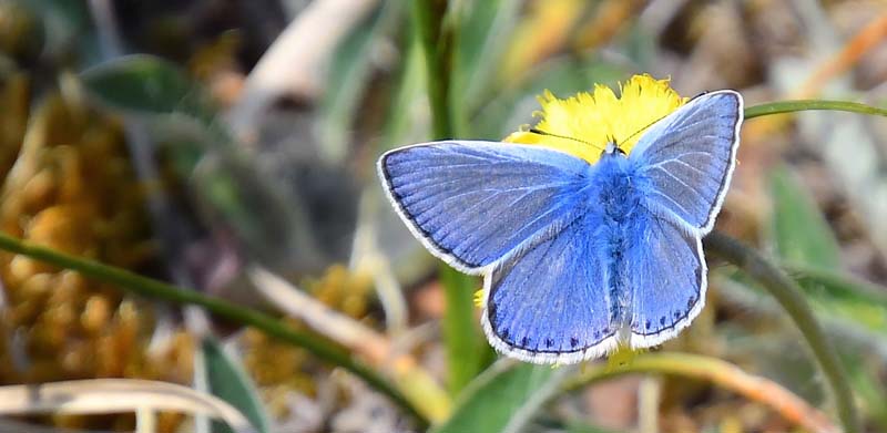 Almindelig Blåfugl, Polyommatus icarus ab. dorylas han. Melby Overdrev, Nordsjælland d. 27 maj 2023. Fotograf; Hanne Christensen