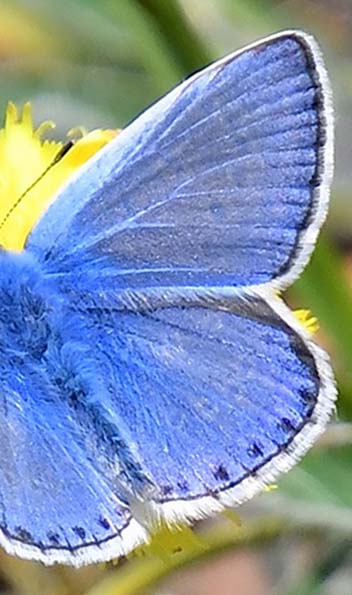 Almindelig Blåfugl, Polyommatus icarus ab. dorylas han. Melby Overdrev, Nordsjælland d. 27 maj 2023. Fotograf; Hanne Christensen