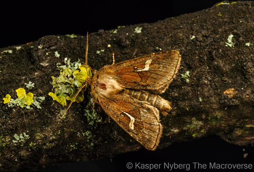 Sdgrs-stngelugle, Phragmatophila nexa. Lyngby S, Mlleen, Nordsjlland d. 20 august 2023. Fotograf; Kasper Nyberg