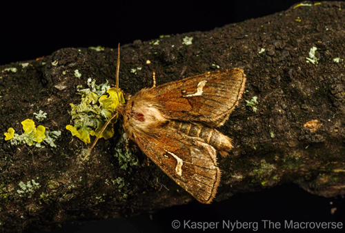 Sødgræs-stængelugle, Phragmatophila nexa. Lyngby Sø, Mølleåen, Nordsjælland d. 20 august 2023. Fotograf; Kasper Nyberg
