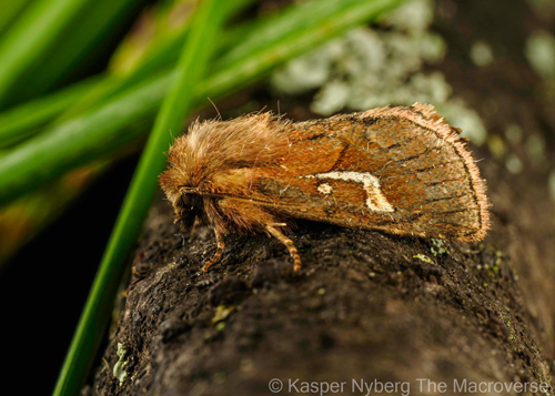 Sødgræs-stængelugle, Phragmatophila nexa. Lyngby Sø, Mølleåen, Nordsjælland d. 20 august 2023. Fotograf; Kasper Nyberg