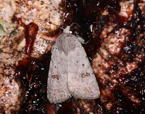 Clancy's Rustic, Caradrina kadenii. Krausersminde, Amager d. 28 september 2023. Fotograf; Yvonne Nirlsen