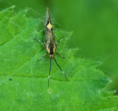 Schwefelgelber Totholzfalter, Esperia sulphurella. Grnjordssen, Amager Flled, Amager d. 26 maj 2023. Fotograf; Oskar Zytnik