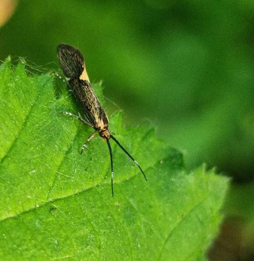 Schwefelgelber Totholzfalter, Esperia sulphurella. Grnjordssen, Amager Flled, Amager d. 26 maj 2023. Fotograf; Oskar Zytnik