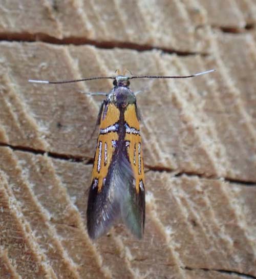 Kileskriftprydvinge, Schiffermuelleria schaefferella. Sor Snderskov, Sjlland d. 24 maj 2023. Fotograf; Tania Jensen