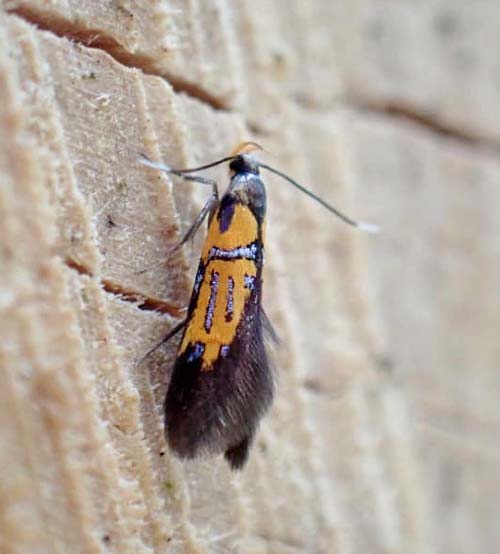 Kileskriftprydvinge, Schiffermuelleria schaefferella. Sor Snderskov, Sjlland d. 24 maj 2023. Fotograf; Tania Jensen