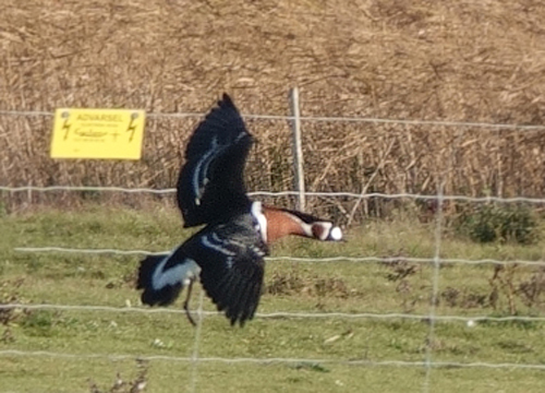 Rdhalset Gs, Branta ruficollis. Nr den ikke er srlig langt vk fra jeg bor, skulle den ses, for den har jeg aldrig set fr. Vallensbk Ishj strandenge hvor jeg var sammen med Erling Krabbe d. 3 november 2023. Fotograf; Lars Andersen