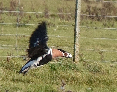 Rdhalset Gs, Branta ruficollis. Nr den ikke er srlig langt vk fra jeg bor, skulle den ses, for den har jeg aldrig set fr. Vallensbk Ishj strandenge hvor jeg var sammen med Erling Krabbe d. 3 november 2023. Fotograf; Lars Andersen