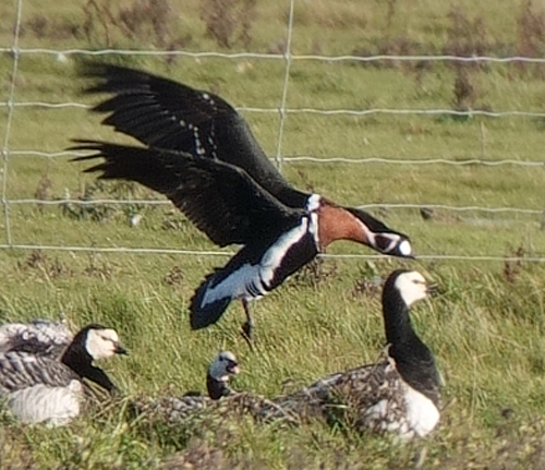 Rdhalset Gs, Branta ruficollis. Nr den ikke er srlig langt vk fra jeg bor, skulle den ses, for den har jeg aldrig set fr. Vallensbk Ishj strandenge hvor jeg var sammen med Erling Krabbe d. 3 november 2023. Fotograf; Lars Andersen