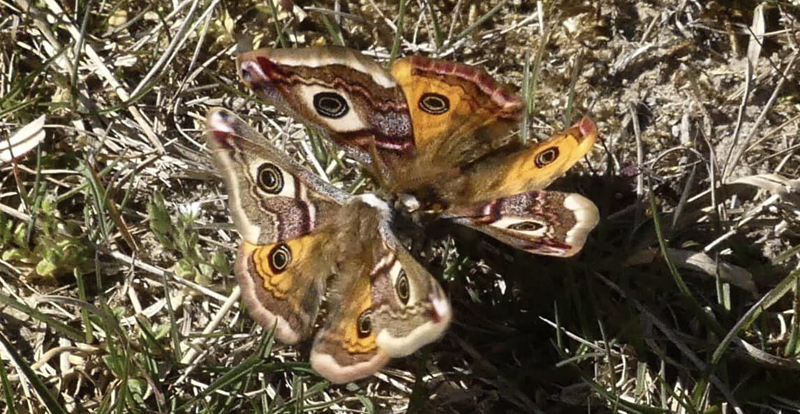 Lille Natpfugleje, Saturnia pavonia hanner. Rusland, Nordsjlland  d. 21 april 2023. Fotograf; Paul Nilsson