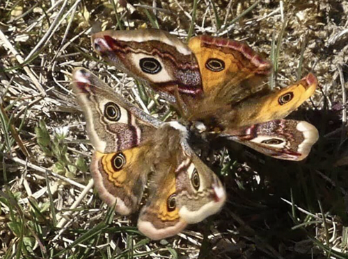 Lille Natpfugleje, Saturnia pavonia hanner. Rusland, Nordsjlland  d. 21 april 2023. Fotograf; Paul Nilsson