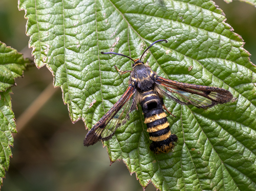 Hallonglasvinge / Hindbærglassværmer, Pennisetia hylaeiformis. Øster Stillinge, Slagelse, Danmark d. 13 august - 2023. Fotograf; Oskar Zytnik