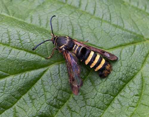 Hallonglasvinge / Hindbærglassværmer, Pennisetia hylaeiformis. Øster Stillinge, Slagelse, Danmark d. 13 august - 2023. Fotograf; Oskar Zytnik