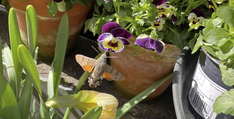 Duehale, Macroglossum stellatarum (Linnaeus, 1758). Værnedamsvej, Vesterbro, København d. 28 marts 2023. Fotograf; Jakob Bøje Nannestad Nielsen