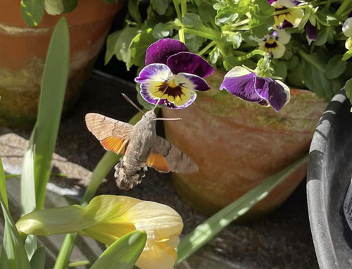 Duehale, Macroglossum stellatarum (Linnaeus, 1758). Vrnedamsvej, Vesterbro, Kbenhavn d. 28 marts 2023. Fotograf; Jakob Bje Nannestad Nielsen