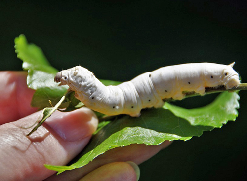 Her Silkesommerfugl, Bombyx mori larver på morbær fra Pixabay.