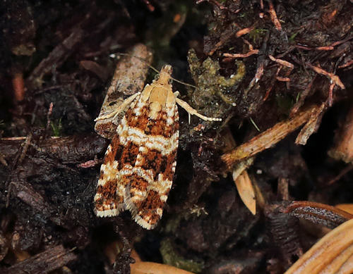 Litografilyngvikler, Phiaris schulziana. Marbk Naturpark, Esbjerg, Jylland d. 15 august 2023. Fotograf; Lars Andersen