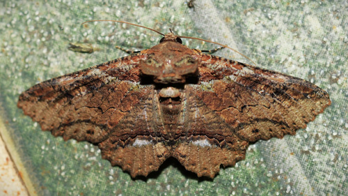 Zale sp. (Hbner, 1818) Tribe: Omopterini. Family: Erebidae. Caranavi, Yungas, Bolivia january 28, 2023. Photographer; Peter Mllmann. Enio Branco: Maybe a Zale galactus seem to me.