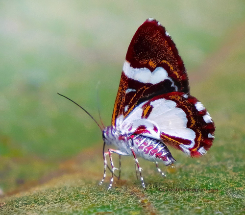 Erateina moth ID? in family Geometridae. Santa Isabel hidroelctrica 2460m., halfway between Villa Tunari and Cochabamba, Cochabamba Dep. Bolivia february 15, 2023. Photographer; Peter Mllmann