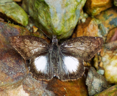 Bralus alco (Evans, 1953). Rio Tunki 1740m., Caranavi Highlands, Yungas, Bolivia march 8, 2023. Photographer; Peter Mllmann 