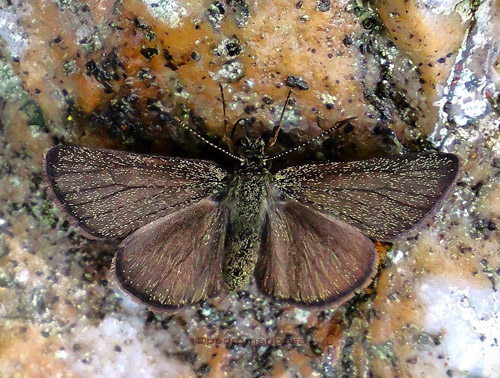 Ladda ibhara (A. Butler, 1870) Ibhara Skipperling. Rio Tunki 1740m., Caranavi Highlands, Yungas, Bolivia march 8, 2023. Photographer; Peter Møllmann