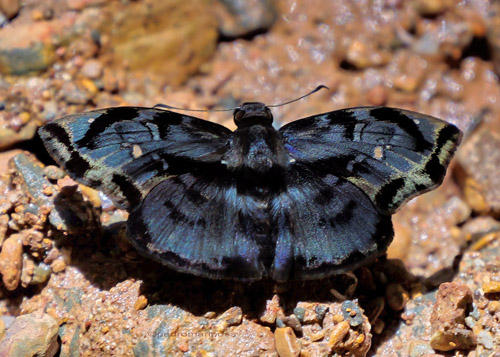 Zera difficilis (Weeks, 1901) Difficult Skipper. Caranavi Highlands 1340 m., Yungas, Bolivia march 10, 2023. Photographer; Peter Møllmann