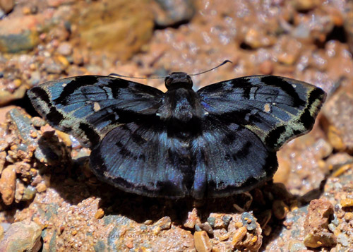 Zera difficilis (Weeks, 1901) Difficult Skipper. Caranavi Highlands 1340 m., Yungas, Bolivia march 10, 2023. Photographer; Peter Mllmann 