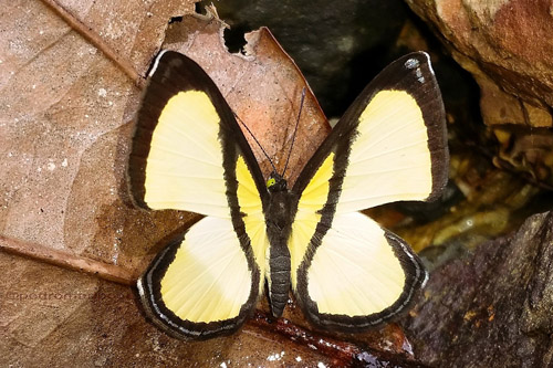 Baeotis felix (Hewitson, 1874). Rio Tunki 1740m., Caranavi Highlands, Yungas, Bolivia march 4, 2023. Photographer; Peter Møllmann