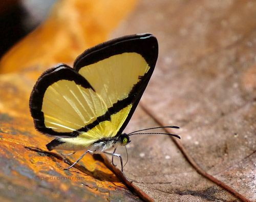 Baeotis felix (Hewitson, 1874). Rio Tunki 1740m., Caranavi Highlands, Yungas, Bolivia march 4, 2023. Photographer; Peter Møllmann