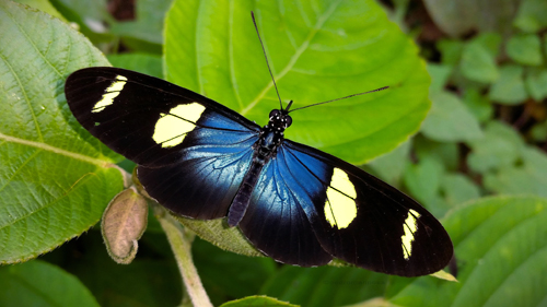 Heliconius wallacei ssp. flavescens (Weymer, 1891).  Cristal Mayu 550m., Villa Tunari, Cochabamba Dep., Bolivia february 20, 2023. Photographer; Peter Mllmann