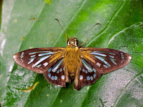 Phanus albiapicalis (Austin, 1993). ID: Andrs Miguel Orellana. Cristal Mayu 550m., Villa Tunari, Cochabamba Dep., Bolivia february 20, 2023. Photographer; Peter Mllmann