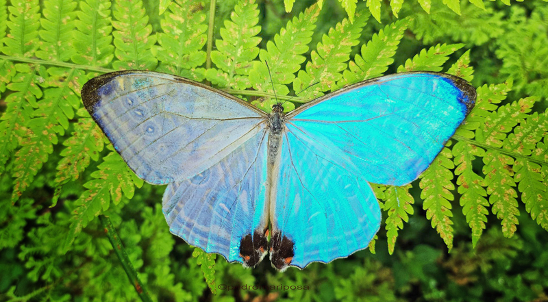 Morpho lympharis ssp. eros (Staudinger, 1892) male. Santa Isabel hidroelctrica 2460m., . halfway between Villa Tunari and Cochabamba, Cochabamba Dep. Bolivia february 15, 2023. Photographer; Peter Mllmann