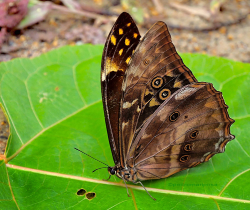 Morpho telemachus (Linnaeus, 1758). Cristal Mayu 700 m., Cochabamba Dep. Bolivia february 14, 2023. Photographer; Peter Mllmann