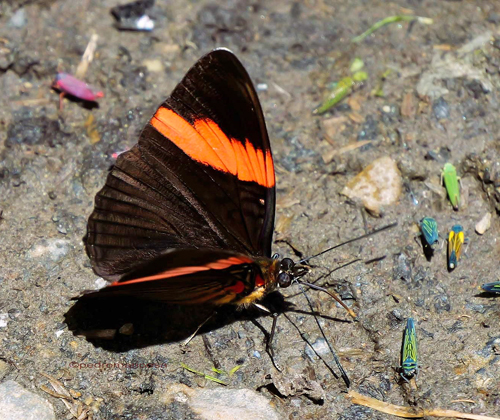 Adelpha lycorias ssp. lara (Hewitson, 1850). Abra del Sillar, km 94, 1600m., near Villa Tunari, Cochabamba Dep. Bolivia february 9, 2023. Photographer; Peter Møllmann