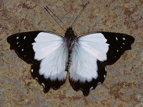 Leodonta tagaste (C. Felder & R. Felder, 1859). Santa Isabel hidroelctrica 2460m., halfway between Villa Tunari and Cochabamba, Cochabamba Dep. Bolivia february 9, 2023. Photographer; Peter Mllmann