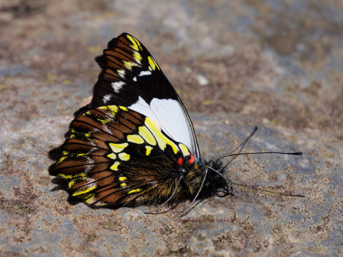 Leodonta tagaste (C. Felder & R. Felder, 1859). Santa Isabel hidroelctrica 2460m., halfway between Villa Tunari and Cochabamba, Cochabamba Dep. Bolivia february 9, 2023. Photographer; Peter Mllmann