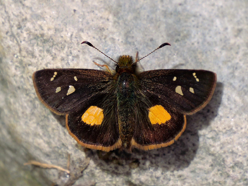 Dalla genes ssp. nona (Evans, 1955) Genes Skipperling. Abra del Sillar, km 94, 1600m., near Villa Tunari, Cochabamba Dep. Bolivia february 9, 2023. Photographer; Peter Møllmann