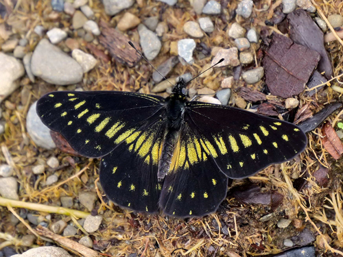 Catasticta pinava (E. Doubleday, 1847). Abra del Sillar, km 94, 1600m., near Villa Tunari, Cochabamba Dep. Bolivia february 9, 2023. Photographer; Peter Møllmann
