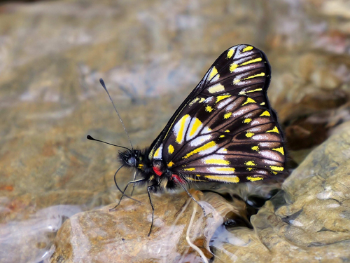 Catasticta pinava (E. Doubleday, 1847). Abra del Sillar, km 94, 1600m., near Villa Tunari, Cochabamba Dep. Bolivia february 9, 2023. Photographer; Peter Møllmann