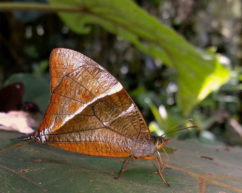 Corades argentata (A. Butler, 1868) male. Incacacha 2460m., halfway between Villa Tunari and Cochabamba, Cochabamba Dep. Bolivia february 9, 2023. Photographer; Peter Mllmann