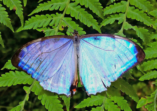 Morpho lympharis ssp. eros (Staudinger, 1892) male. Incacacha 2460m., halfway between Villa Tunari and Cochabamba, Cochabamba Dep. Bolivia february 9, 2023. Photographer; Peter Møllmann