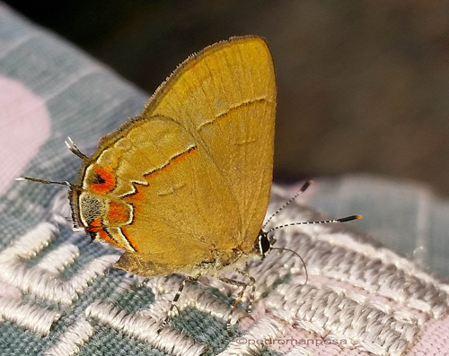 Perhaps a Calycopis anastasia (W. D. Field, 1967). Cristal Mayu 550m., Villa Tunari, Cochabamba Dep., Bolivia february 8, 2023. Photographer; Peter Møllmann