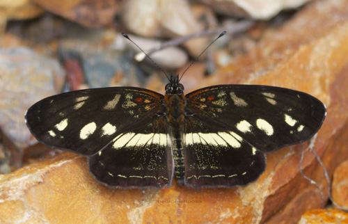 Eresia polina (Hewitson, 1852) Polina Crescent. Rio Tunki 1740m., Caranavi Highlands, Yungas, Bolivia january 23, 2023. Photographer; Peter Mllmann. 